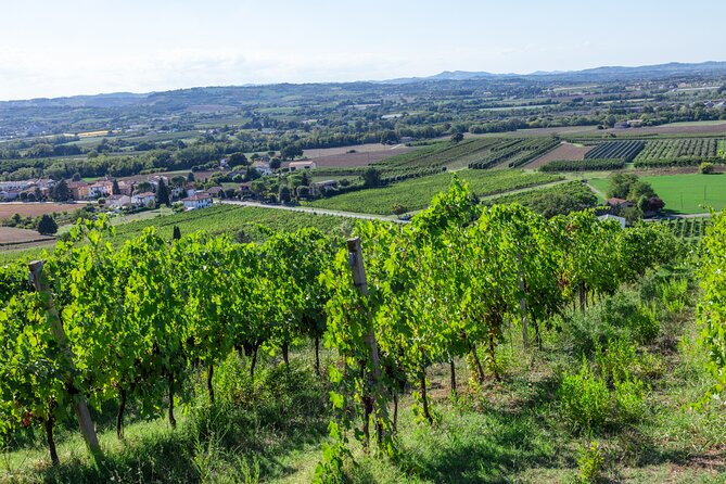 Private Tastings at the Colombina Agricultural Company - Highlights and Inclusions