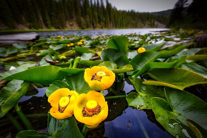 Private Three-Day Tour of Yellowstone & Grand Teton National Parks - Exploring Yellowstone and Grand Teton