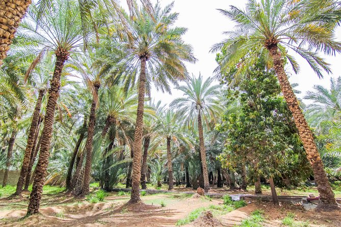 Private Tour : Al Ain City Sightseeing With Lunch From Dubai - Experience Al Ain Camel Market