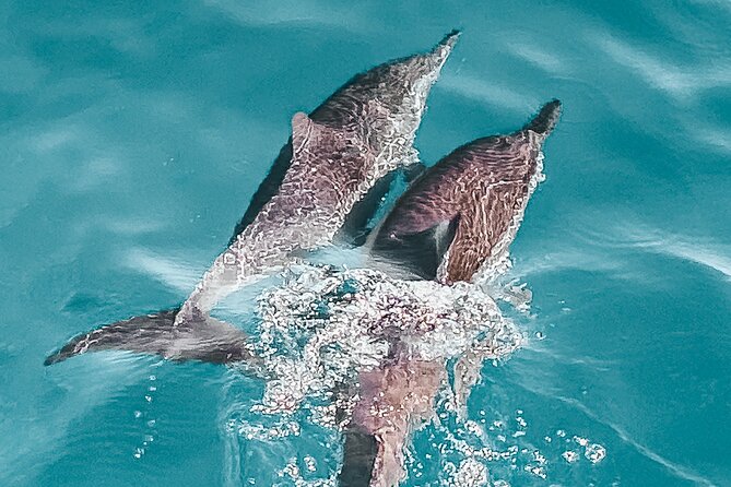 Private Tour by Luxury Boat on Boka Bay (Montenegro) - Snorkeling Experience