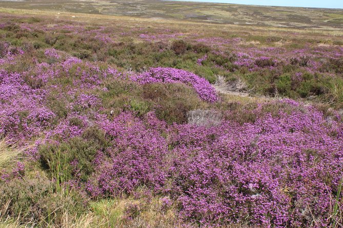 Private Tour: North Yorkshire Moor and Whitby From York in 16 Seater Minibus - Tour Highlights