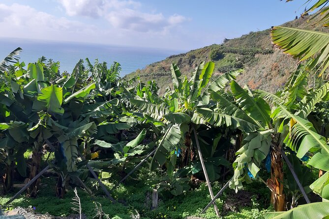 Private Tour of Banana Farm From Funchal - Product Details