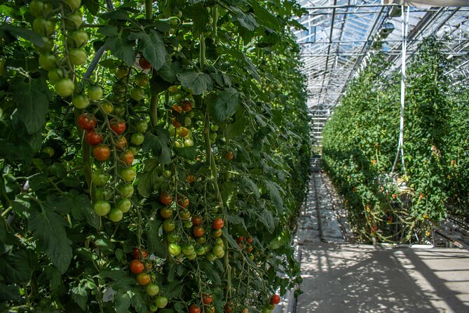 Private Tour Of The Golden Circle With Farm Visits In Iceland - Accessibility and Participation Information