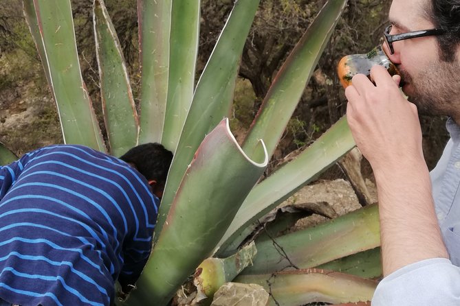 Private Tour of the Mezcal Route With Ancestral Drinks - Exploring the Mezcal Route