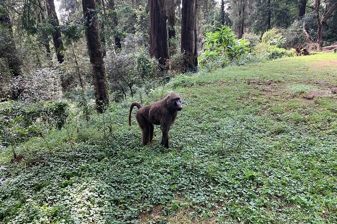 Private Tour to Suba Forest and Highest Peak With Lunch - Additional Details