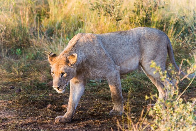 Private Ultimate Pilanesberg Safari From Johannesburg - Frequently Asked Questions