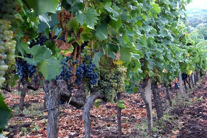 Private Visit to the Cellars of Etna With Wine Tasting - Traveler Recommendations