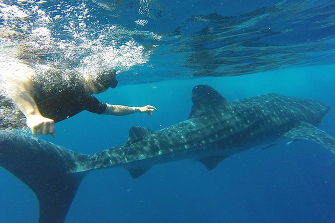Private Whale Shark Tour From Cancun - Exploring Isla Mujeres