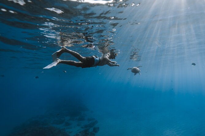Private Whale Watching and Coastal Swimming Tour Honolulu - Booking Options
