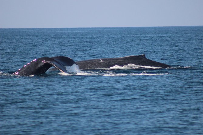 Private Whale Watching Tour in Puerto Vallarta - Group Size and COVID-19 Measures