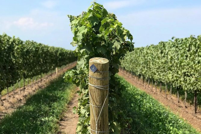 Private Wine & Charcuterie Tour (Customizable) - Guest Experiences