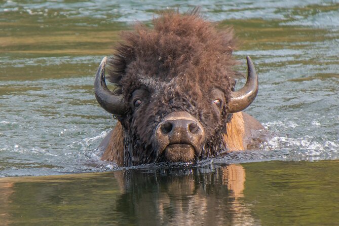 Private Yellowstone Highlights Tour - Pricing and Group Options