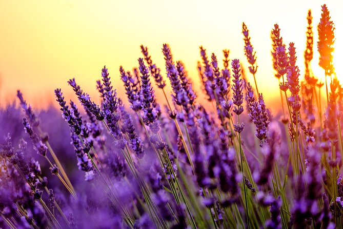 Provence Shared Half Day Lavender Tour From Aix En Provence - Ask Away
