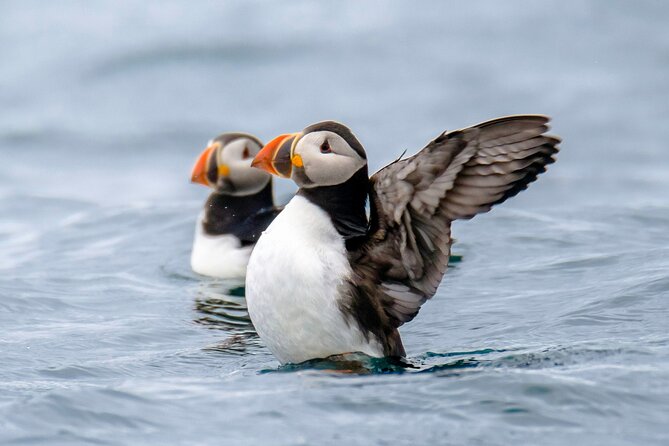 Puffin Watching Speedboat Express - What to Expect on the Tour
