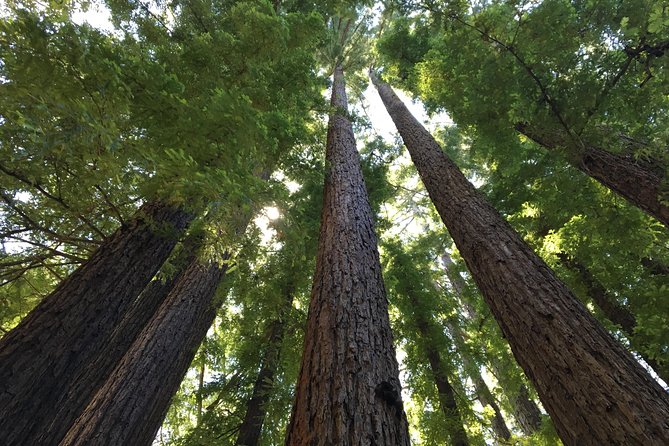 Redwoods of Marin and Mt. Tamalpais Walking Tour With Local Guide - Cancellation Policy