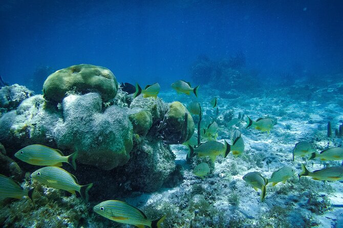 Reef Snorkel In National Park In Puerto Morelos With Lunch And Transportation - Customer Reviews and Highlights