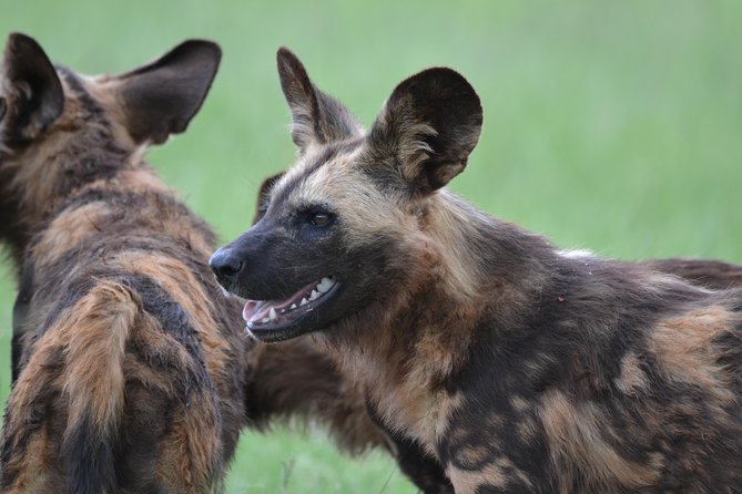 Rhino & Lion Park From Johannesburg - Guest Reviews and Ratings