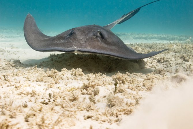 Riviera Maya Luxury Snorkeling Cruise With Lunch and Drinks - Transportation and Accessibility