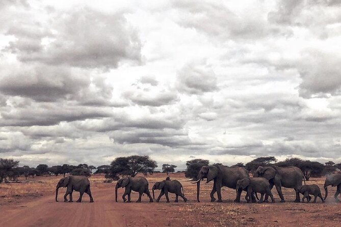 Royal Day Trip to Selous/Nyerere Park Fly Safari From Zanzibar - Highlights of the Day Trip