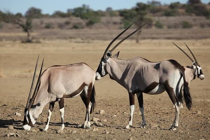 Safari Experience at Rhino & Lion Park - Contact Information for Inquiries