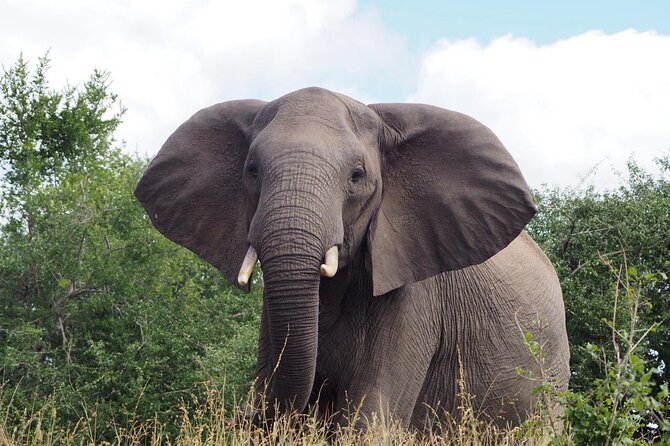 Safari Game Drive in the Greater Kruger Out of Hoedspruit - Participation Requirements and Policies