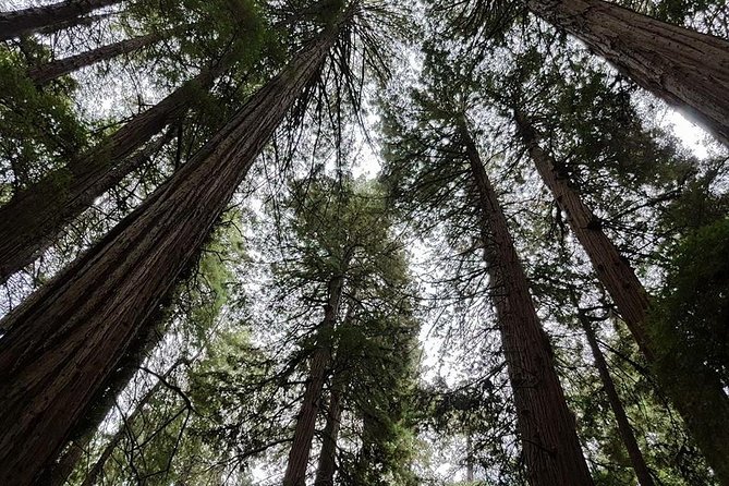 San Francisco: Guided Tour of Coastal Redwoods & Wine Country - Notable Tour Guides