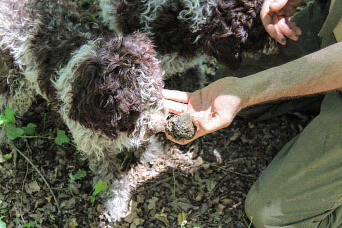 San Gimignano Truffle Hunt & Truffle Cooking Class - Tasting the Vintage Wines
