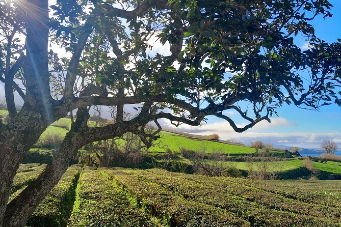 São Miguel East Full Day Small-Group Tour From Ponta Delgada - Booking and Cancellation Policy