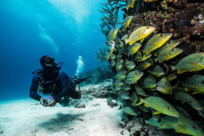 Scuba Diving Tours - Safety and Precautions