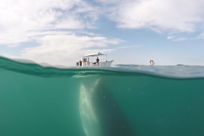 Sea of Cortez Combo: Whale Sharks, Sea Lions & Balandra Beach - Wildlife Encounters