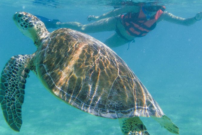 Sea Turtle Snorkeling Ecofriendly Tour From Cancun & Riviera Maya - Key Highlights