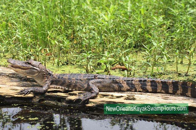 Self Guided Kayak Bayou Swamp Tour - Frequently Asked Questions
