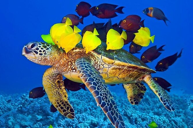 Semi-Submarine, Snorkeling Sea Trip With Transfer – Hurghada - Snorkeling and Semi-Submarine