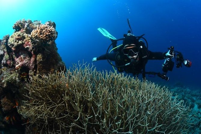 Shore Certified Diving - Two Dives - Traveler Reviews