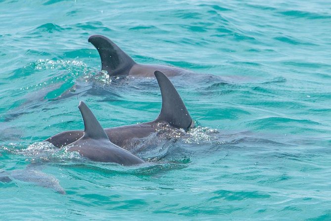 Sian Kaan Adventure Full Day Trip to Punta Allen - Boat Tour and Snorkeling