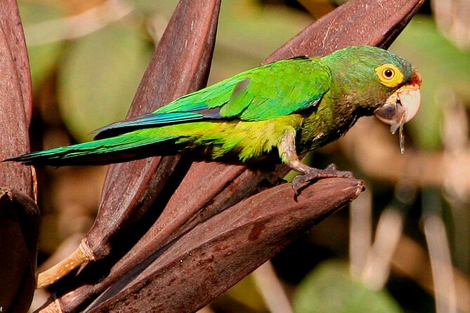 SIERRA Madre Highland Bird and Tuito - Tour Recommendations and Suitability