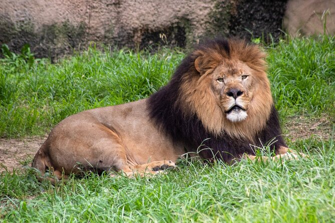 Six Flags Wild Safari Drive-Thru Adventure - Additional Considerations