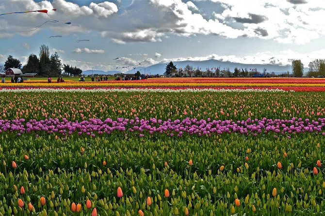 Skagit Valley Tulip Festival Day Trip From Seattle - Exploring the Tulip Fields