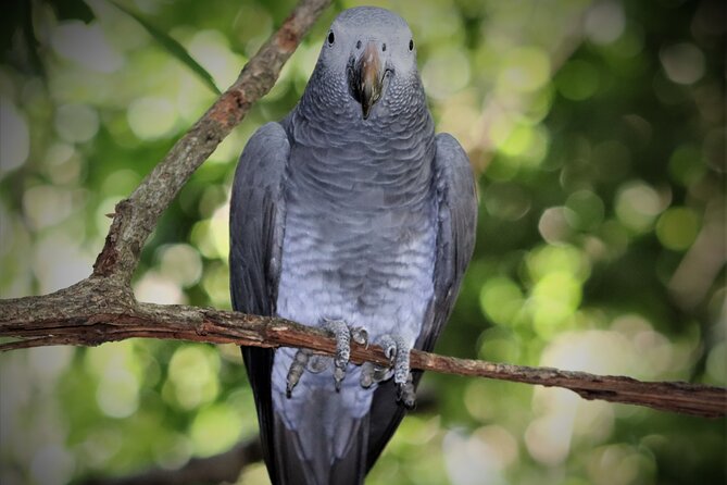 Skip the Line: Birds of Eden Admission Ticket - Highlights From Reviews