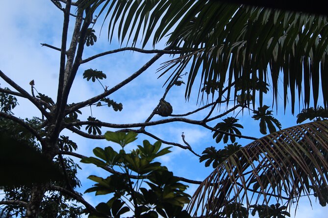 Sloth Tour and Wildlife Encounter - Traveler Feedback and Recommendations