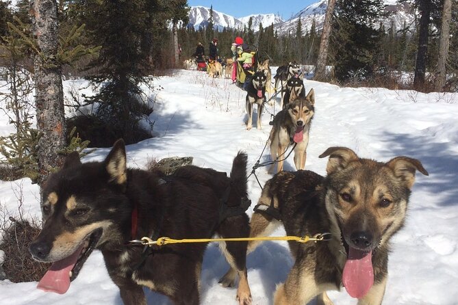 Small-Group Dog Sledding Experience in Sterling - Tips for a Great Experience