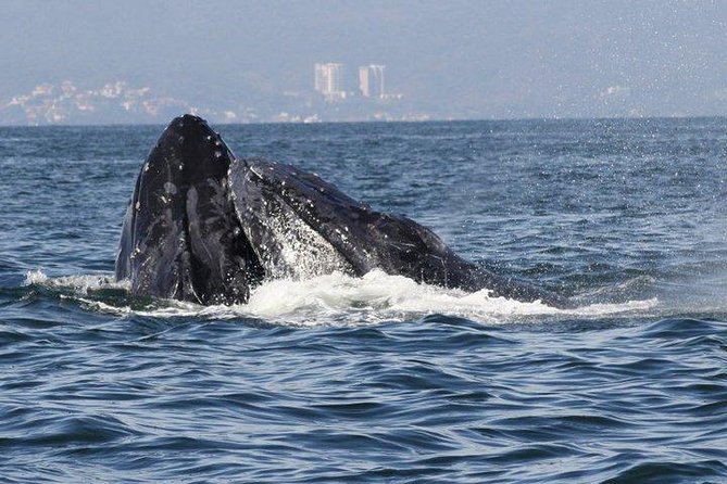 Small-Group Half-Day Whale-Watching Tour in Puerto Vallarta - Meeting Point and Schedule