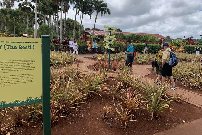 Small Group-Oahu Tour, Dole Plantation, Northshore, Sunset Beach - Tips for Travelers