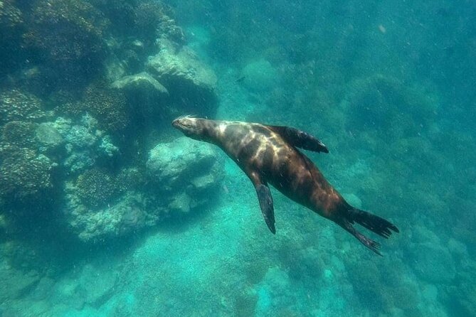 Small Group Snorkeling and Swim With Whale Sharks & Sea Lions in La Paz - Frequently Asked Questions