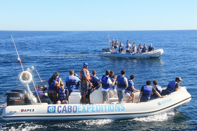 Small-Group Whale Watching Zodiac Boat Cruise in Cabo San Lucas - Customer Reviews and Feedback