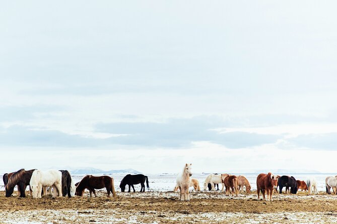 Snæfellsnes in Spanish With Lunch on a Farm Minibus - Transportation Amenities