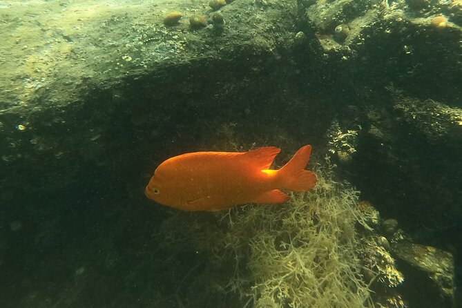 Snorkel San Diegos Mission Bay With a Marine Biologist - Marine Life You Might Encounter