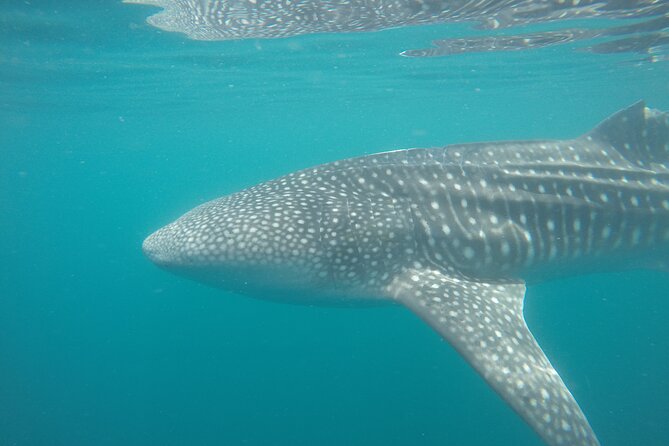Snorkel Tour With Whale Shark in La Paz - Preparing for the Adventure