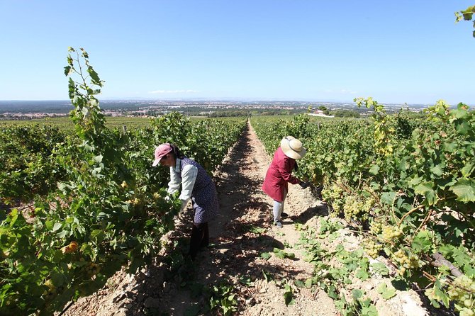 South Portugal Wine Route Private Full Day Tour From Lisbon - Wine Tasting Experiences