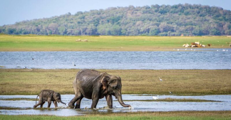 Sri Lanka Cultural Triangle With Hill-Country 4-Day Tour - Day 2: Sigiriya to Polonnaruwa